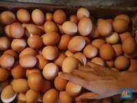 Siap Kocek Duit Lebih Ya Bund, Harga Telur Naik Sampai 2021