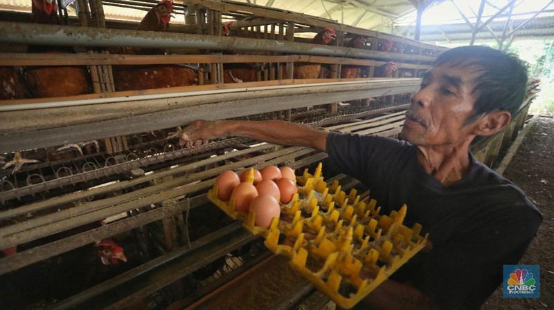 Sejak sepekan harga telur ayam di pasaran mengalami kenaikan dari harga dari Rp 22.000/kg menjadi Rp. 30.000/kg.