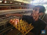Rantai Pasok Tak Beres, Harga Telur & Bawang Mahal di Pasar