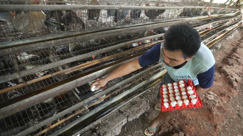 Sejak sepekan harga telur ayam di pasaran mengalami kenaikan dari harga dari Rp 22.000/kg menjadi Rp. 30.000/kg.