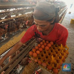 Harga Telur Ayam Diultimatum Turun Signifikan dalam 1 Minggu