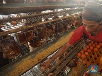 Harga Telur Ayam Diultimatum Turun Signifikan dalam 1 Minggu