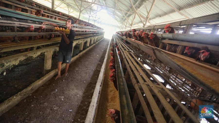 Sejak sepekan harga telur ayam di pasaran mengalami kenaikan dari harga dari Rp 22.000/kg menjadi Rp. 30.000/kg.