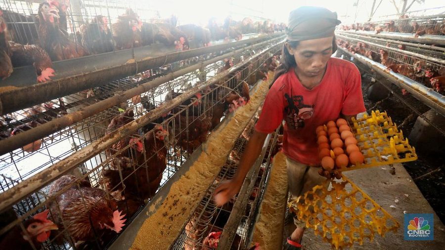 Sejak sepekan harga telur ayam di pasaran mengalami kenaikan dari harga dari Rp 22.000/kg menjadi Rp. 30.000/kg.