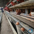 Laba Naik 133%, Begini Ulasan 3 Broker untuk Saham JPFA