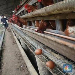 Laba Naik 133%, Begini Ulasan 3 Broker untuk Saham JPFA