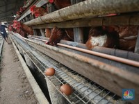Laba Naik 133%, Begini Ulasan 3 Broker untuk Saham JPFA