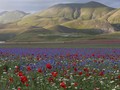 Lukisan Monet di Padang Bunga Castelluccio