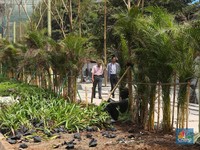 Tanaman Hijau Bakal Percantik Jalur Pedestrian Jalan Sudirman