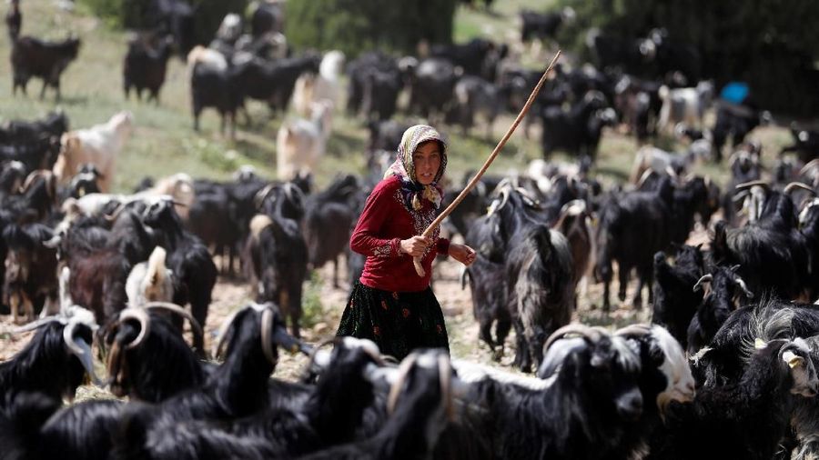 Gobut adalah keluarga dari kelompok suku Yoruk yang merupakan kelompok penggembala nomaden di Turki.