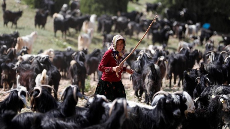 Gobut adalah keluarga dari kelompok suku Yoruk yang merupakan kelompok penggembala nomaden di Turki.