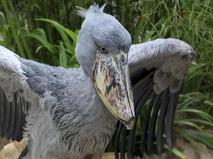 Ini Dia Burung Terseram di Dunia, Suka Mangsa Anak Buaya