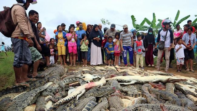 Warga Bantai 292 Buaya, Amuk Massa Tak Bisa Dibendung Aparat