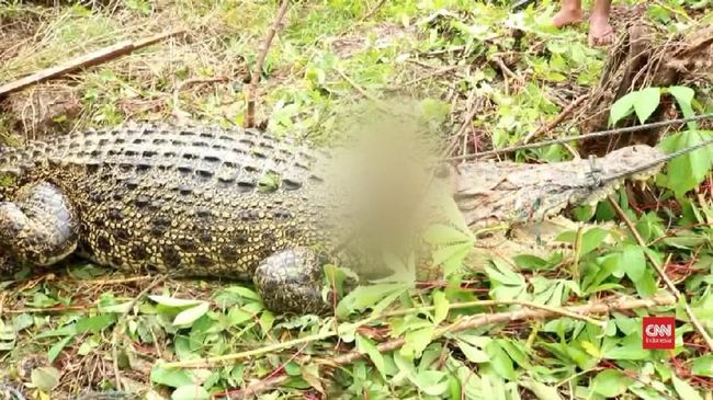 Kisah Tragis Sugito Berujung Pembantaian 292 Buaya di Sorong
