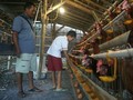 VIDEO: Pakan Mahal Disebut Jadi Penyebab Harga Telur Tinggi