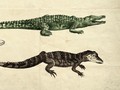 Beda Buaya dan Aligator