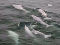 VIDEO: Proyek Jembatan Ancam Habitat Lumba-lumba Hong Kong