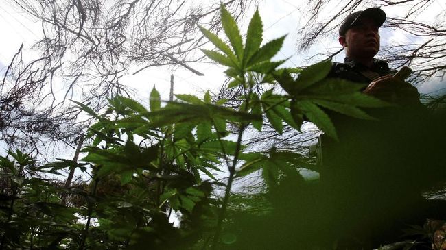 Malaysia Akan Legalkan Ganja Untuk Obat