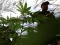 Malaysia Akan Legalkan Ganja Untuk Obat