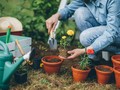 Tukang Kebun Swedia yang Bikin 'Geger' Warga Jepang