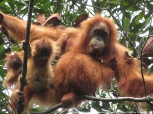 Banjir di Sumatera Percepat Orangutan Tapanuli Punah