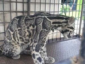 Polisi Temukan Macan Dahan di Rumah Pemilik Harimau Terkam Pria hingga Tewas
