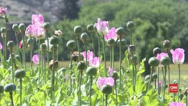 VIDEO: Perselingkuhan Petani Afghanistan dari Opium ke Mawar