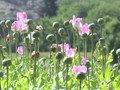 VIDEO: Perselingkuhan Petani Afghanistan dari Opium ke Mawar