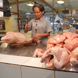 Jurus BUMN Cegah Harga Ayam Anjlok Tak Terkendali