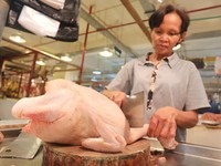 Diminta Beli Ayam Peternak Rp 20.000/Kg, Ini Kata Aprindo