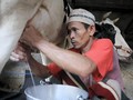 Saring dan Sapi Perah Jakarta