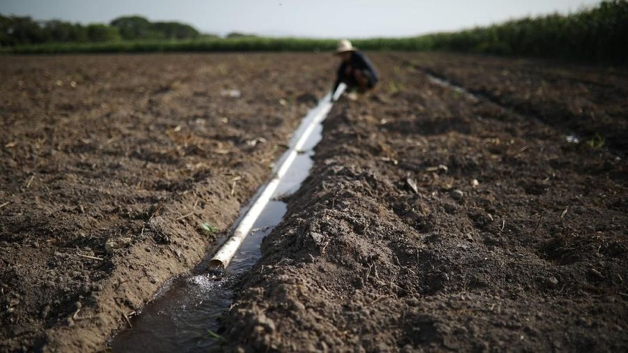 El Salvador mengalami kekeringan parah selama satu bulan terakhir dan menyebabkan negara darurat pangan akibat pasokan jagung merosot drastis