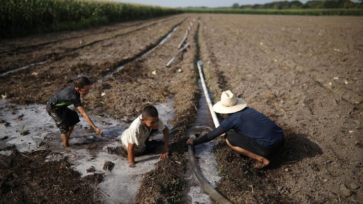 Luis Miguel Joya irrigates a Pipian field in a drought-affected farm near the town of San Marcos Lempa, El Salvador, July 25, 2018. REUTERS/Jose Cabezas
