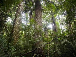 Tanda Kiamat Makin Dekat Muncul di Hutan Tropis