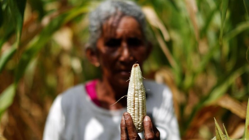 El Salvador mengalami kekeringan parah selama satu bulan terakhir dan menyebabkan negara darurat pangan akibat pasokan jagung merosot drastis