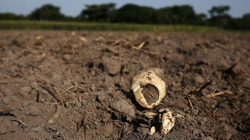 El Salvador mengalami kekeringan parah selama satu bulan terakhir dan menyebabkan negara darurat pangan akibat pasokan jagung merosot drastis