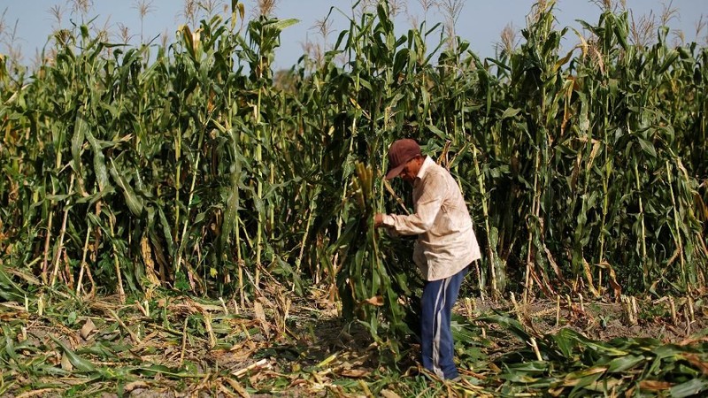 El Salvador mengalami kekeringan parah selama satu bulan terakhir dan menyebabkan negara darurat pangan akibat pasokan jagung merosot drastis