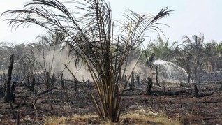 Peremajaan Gambut Ditargetkan Capai 1 Juta Hektare pada 2019