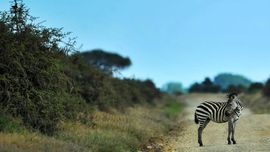 Cegah Gigitan Nyamuk DBD dengan Corak Zebra