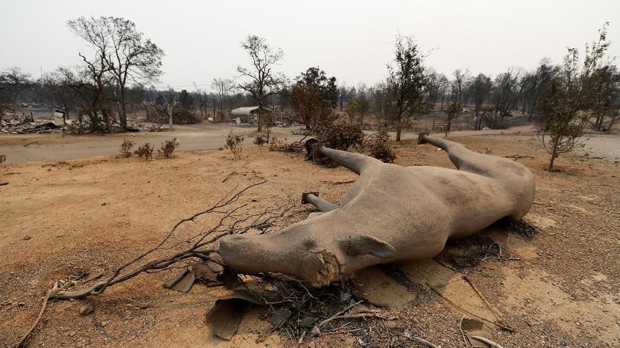 Mengutip Reuters, Peristiwa tersebut menghancurkan 500 sturktur bangunan dan mengancam ribuan tempat tinggal dan bisnis lainya.