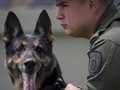Sombra, Anjing Pelacak yang Ditakuti Mafia Narkoba Kolombia