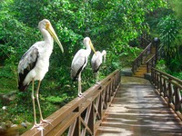 Business Trip ke Kuala Lumpur? Jangan Lupa Lihat 3.000 Burung