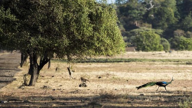 Kicauan Konstruktif Dari Taman Nasional Baluran