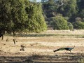 Kicauan Konstruktif dari Taman Nasional Baluran