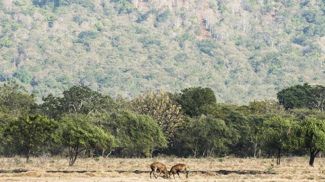 Mini Afrika Di Taman Nasional Baluran Semua Halaman Bobo