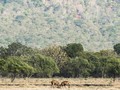 FOTO: Baluran, Nuansa Afrika di Timur Jawa