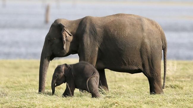 Unduh 76 Koleksi Gambar Gajah Paling Bagus 