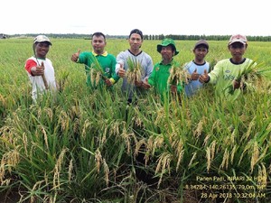 Hasil Survei Tunjukkan Lahan Cetak Sawah di Merauke Layak Tanam