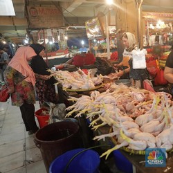 Darmin Ungkap Alasan Mahalnya Harga Ayam