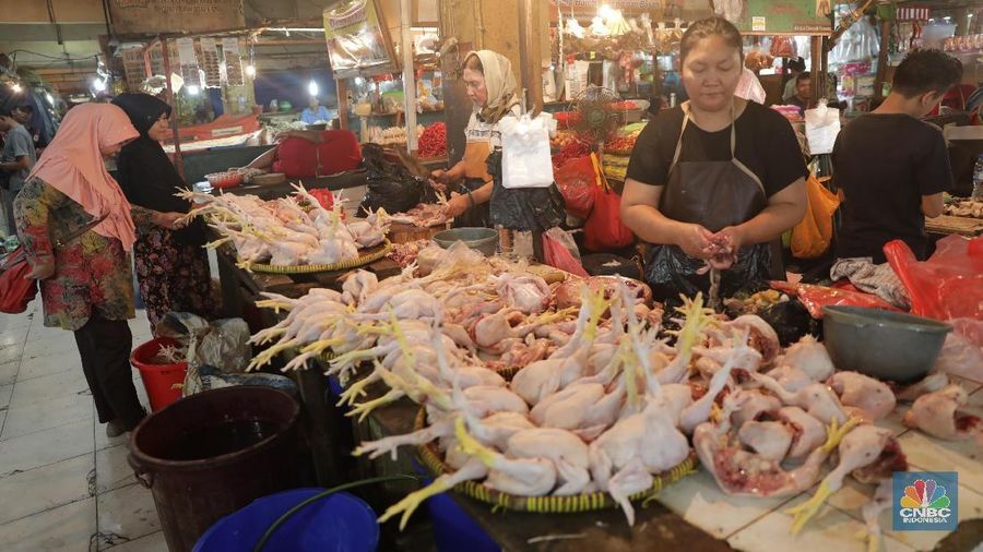 Harga ayam jauh di atas harga acuan penjualan ke konsumen.